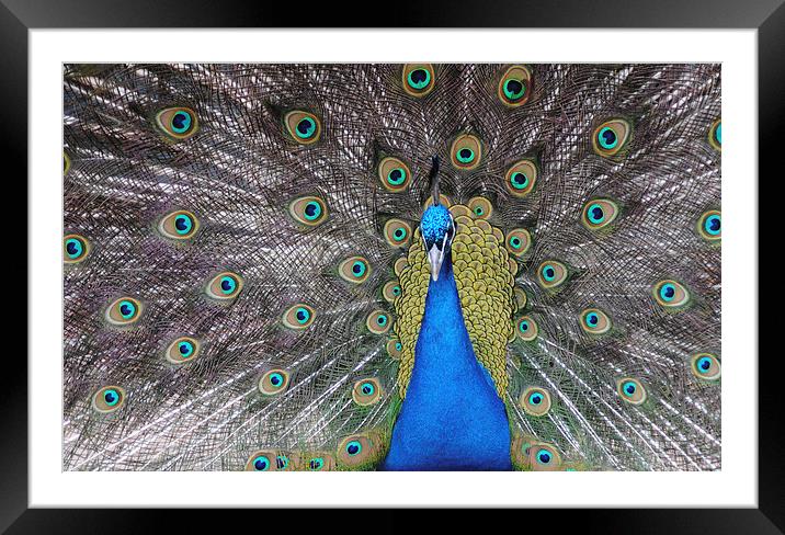 Peacock Framed Mounted Print by Lynette Holmes