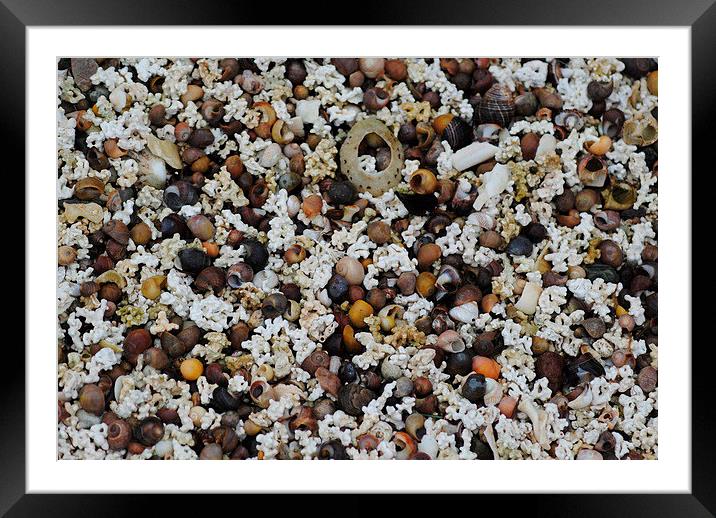 Coral Beach Framed Mounted Print by Lynette Holmes