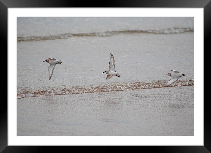 Plovers Framed Mounted Print by Lynette Holmes