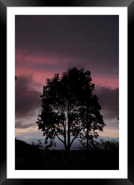 Tree at Sunset Framed Mounted Print by Lynette Holmes