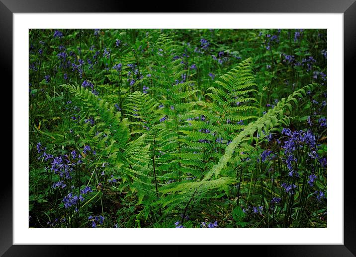 Fern with Bluebells Framed Mounted Print by Lynette Holmes