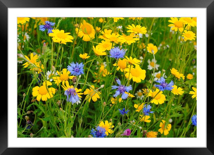 Meadow Flowers on a Summers day Framed Mounted Print by Lynette Holmes