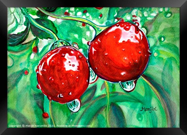 Red ripe Cherries in the orchard watercolor painti Framed Print by Manjiri Kanvinde
