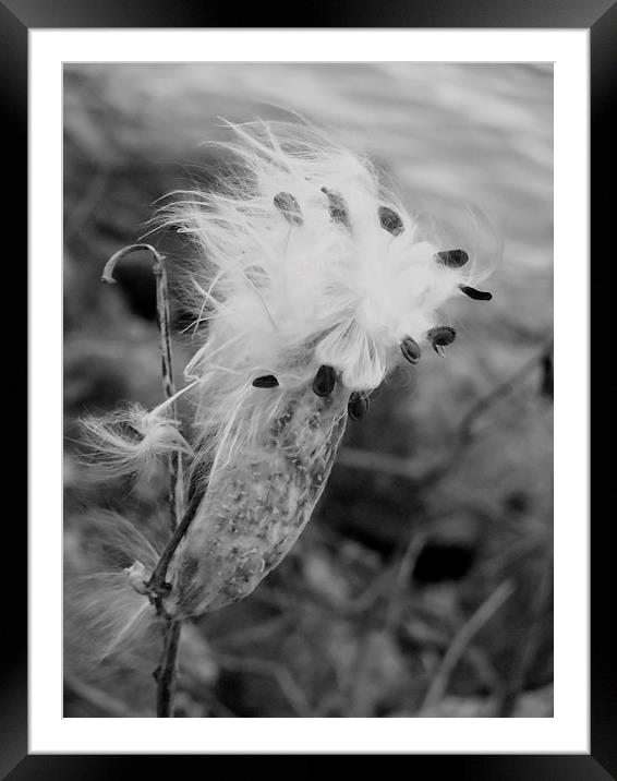 Fall Thistle Framed Mounted Print by Jeffrey Evans