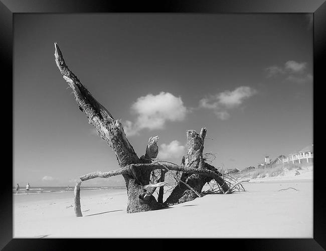 Natural beach debris Framed Print by Jeffrey Evans