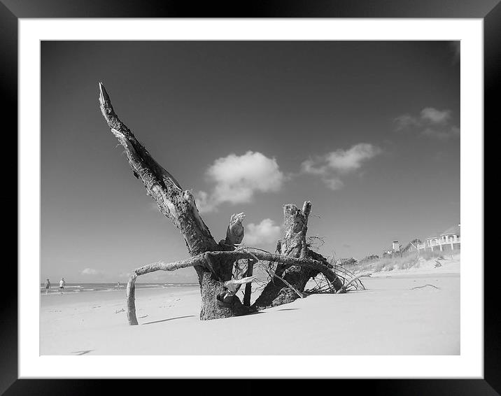 Natural beach debris Framed Mounted Print by Jeffrey Evans