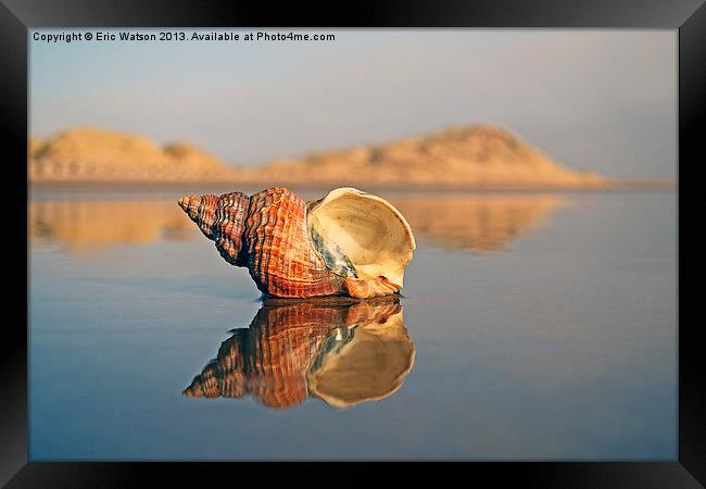 Reflective Shell Framed Print by Eric Watson