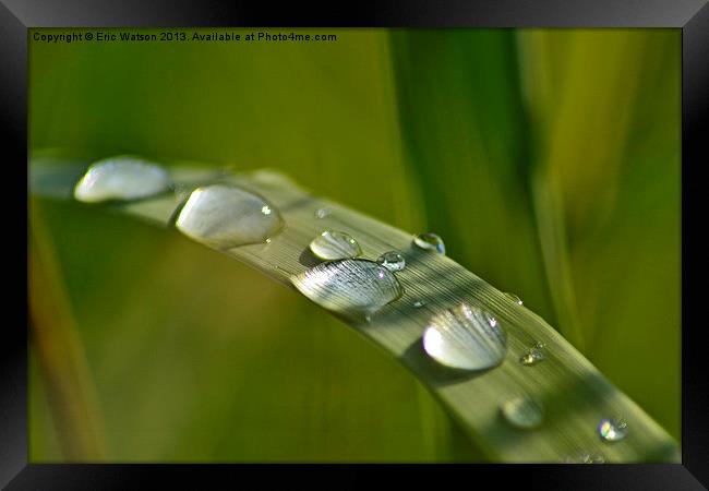 Raindrops on Grass Framed Print by Eric Watson