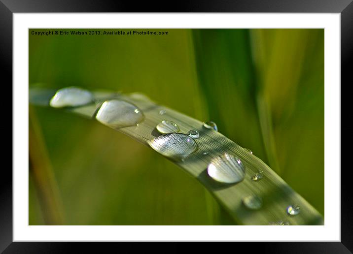 Raindrops on Grass Framed Mounted Print by Eric Watson
