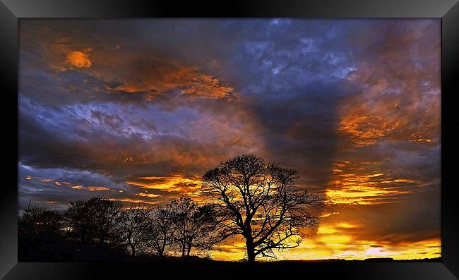 Trees at Sunset Framed Print by Eric Watson