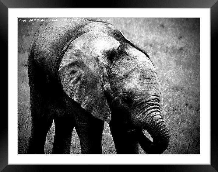 Big Baby Framed Mounted Print by Graham Beerling