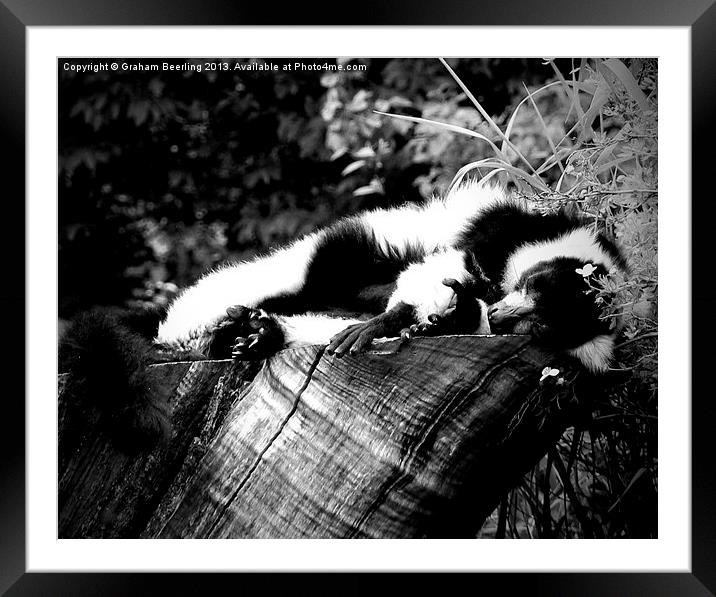 My Teenage Lemur Framed Mounted Print by Graham Beerling
