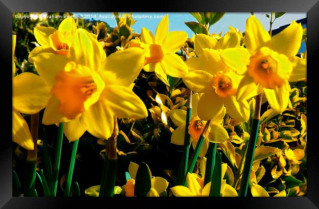 Spring Daffodils Framed Print by Graham Beerling