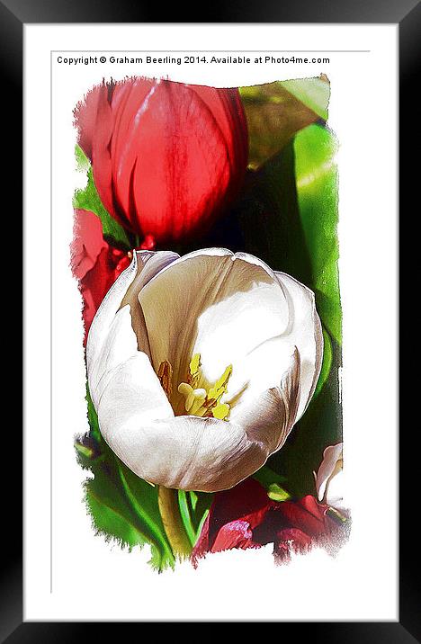 Flower Painting Part 1 Framed Mounted Print by Graham Beerling