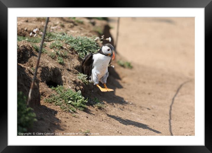 Others Puffin Framed Mounted Print by Claire Colston