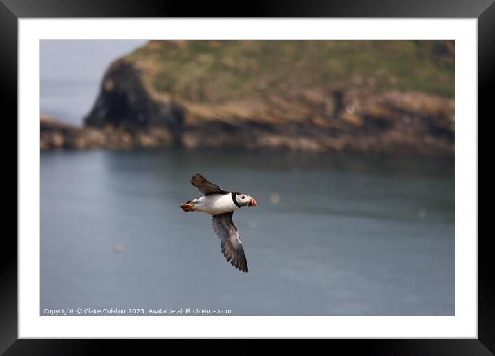 Puffin in flight Framed Mounted Print by Claire Colston