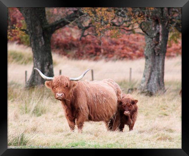 Highland Cow and calf Framed Print by Claire Colston