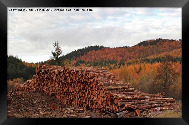 Tree felling in Perthshire Framed Print by Claire Colston