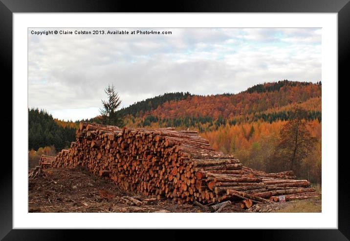 Tree felling in Perthshire Framed Mounted Print by Claire Colston