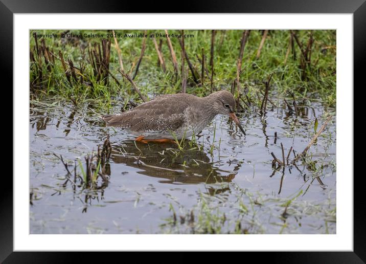 Wadder at Elmlea Framed Mounted Print by Claire Colston