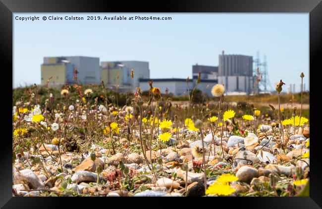 Wildflowers-Dungerness Power Station Framed Print by Claire Colston