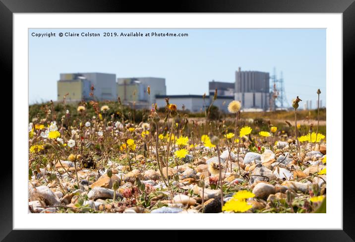 Wildflowers-Dungerness Power Station Framed Mounted Print by Claire Colston