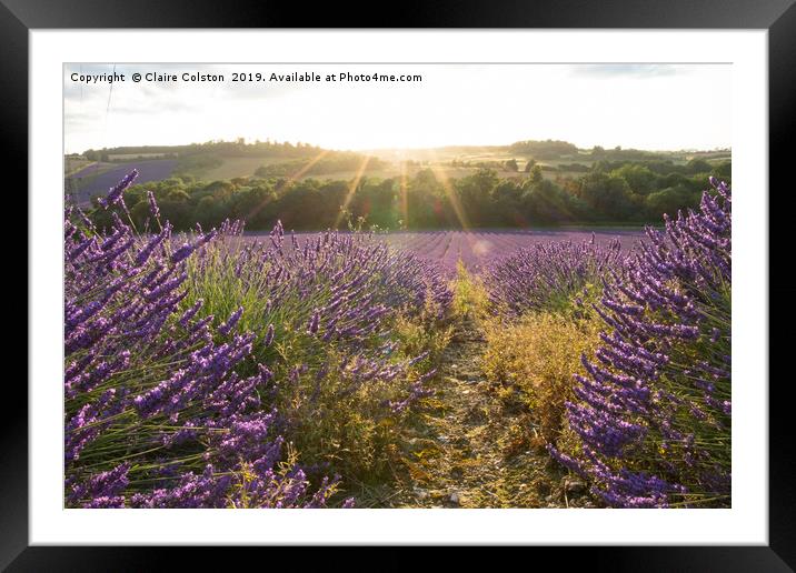 Lavender Fields Framed Mounted Print by Claire Colston