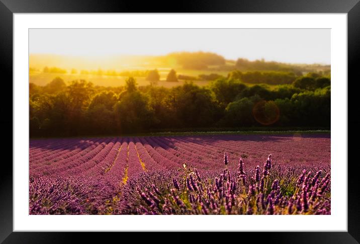Lavender Field Framed Mounted Print by Claire Colston