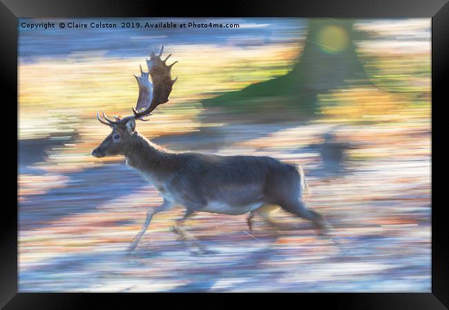 Running Deer Framed Print by Claire Colston