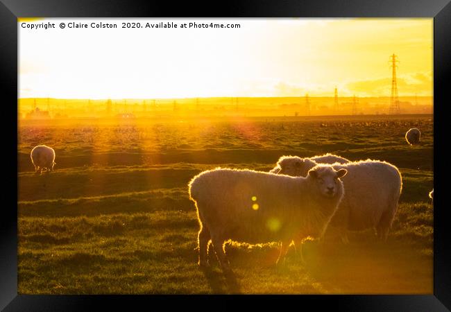 Sheep at Sunset Framed Print by Claire Colston