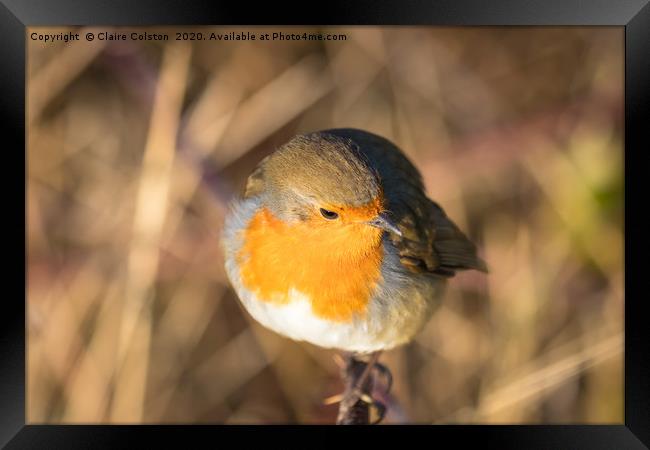 robin Framed Print by Claire Colston