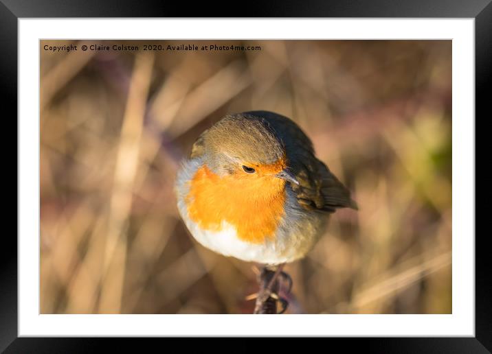 robin Framed Mounted Print by Claire Colston