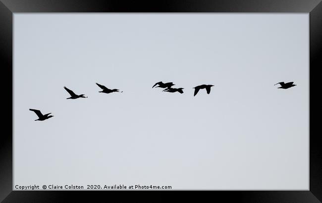 Commorants in flight Framed Print by Claire Colston