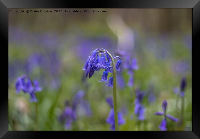 Lone Bluebell Framed Print by Claire Colston