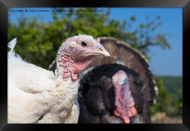 Turkey and Poult Framed Print by Claire Colston