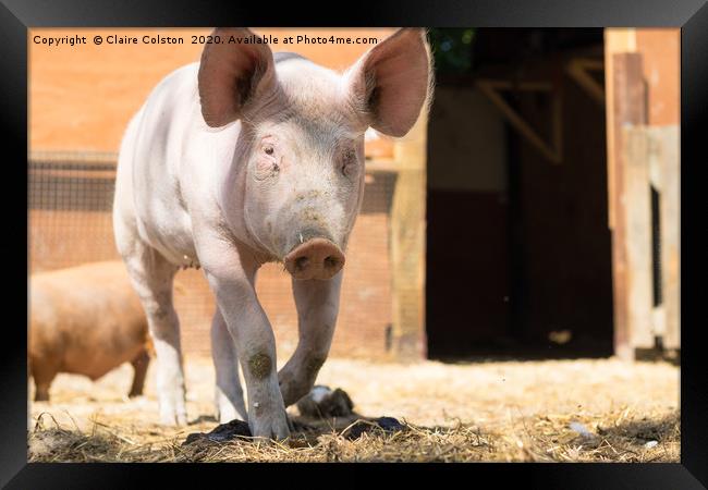 Pig Framed Print by Claire Colston