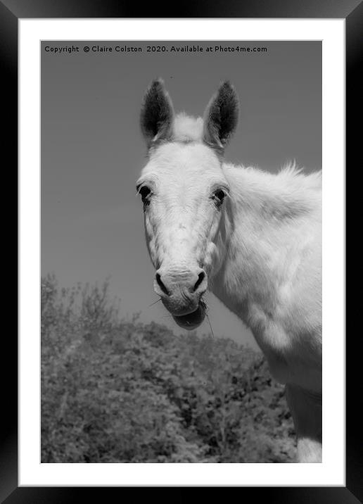 hinny Framed Mounted Print by Claire Colston