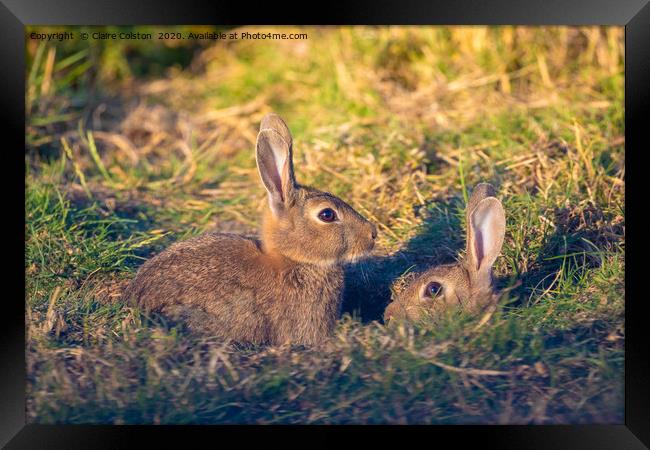 Rabbit Rabbit Framed Print by Claire Colston