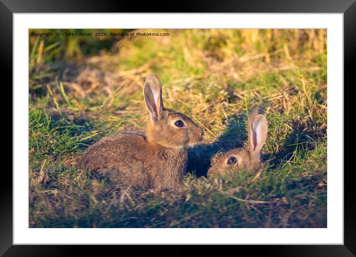 Rabbit Rabbit Framed Mounted Print by Claire Colston