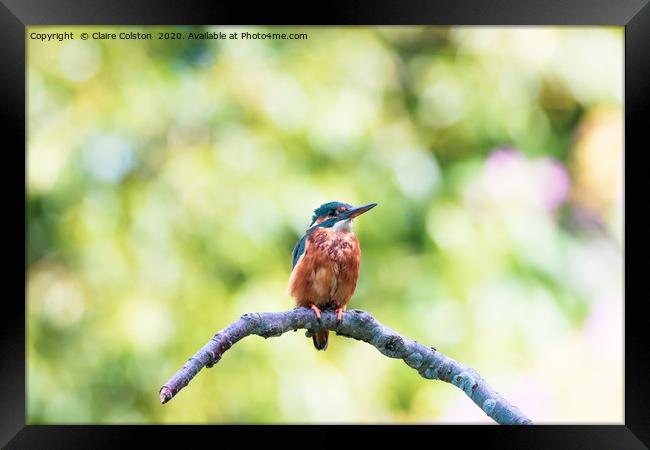 Kingfisher Framed Print by Claire Colston