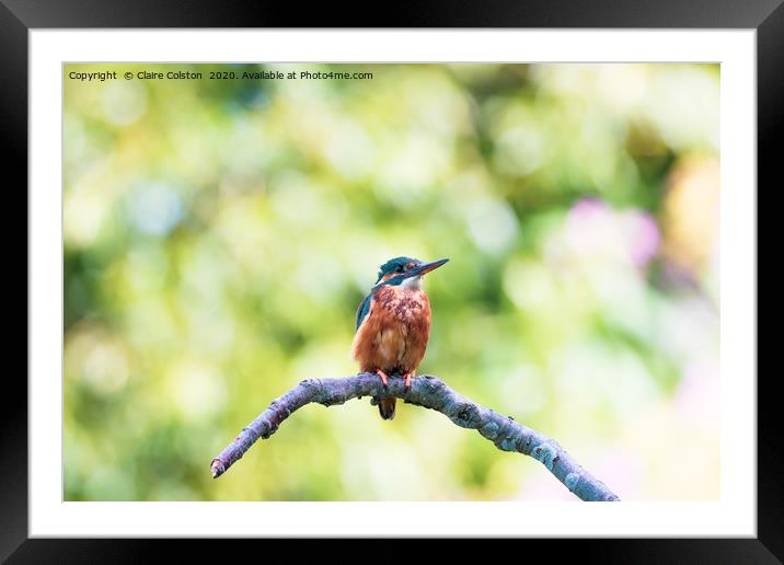Kingfisher Framed Mounted Print by Claire Colston