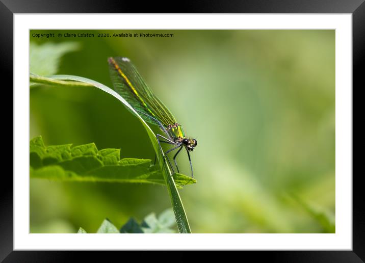 Dragonfly Framed Mounted Print by Claire Colston
