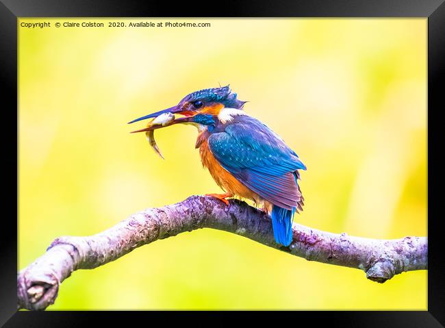Kingfisher Male Framed Print by Claire Colston