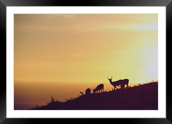 deer at sunrise Framed Mounted Print by Helen Cooke