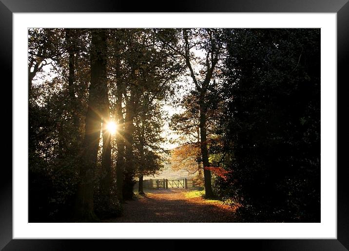out of the dark Framed Mounted Print by Helen Cooke