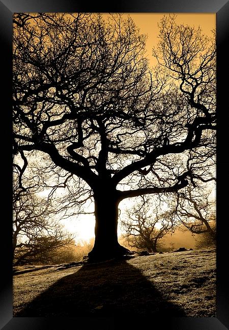 Spooky tree Framed Print by Helen Cooke