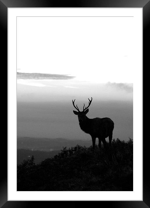 Stag in black and white Framed Mounted Print by Helen Cooke