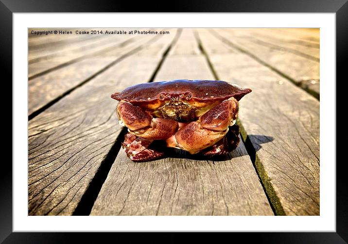 Colin the crab Framed Mounted Print by Helen Cooke