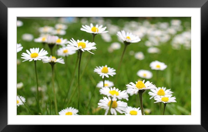 Summer daisies Framed Mounted Print by Helen Cooke