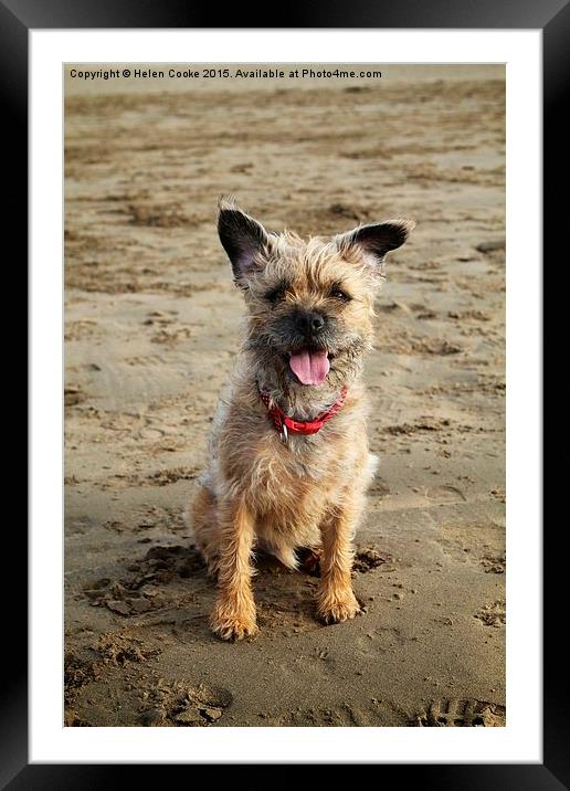  Border terrier on the beach Framed Mounted Print by Helen Cooke